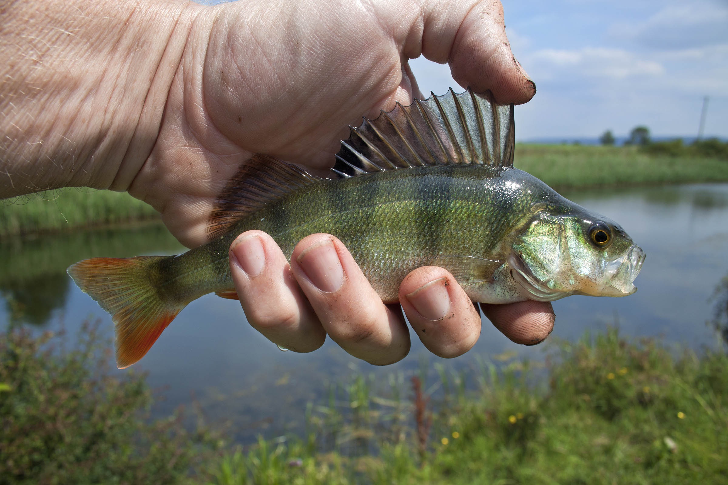Barschangeln im Sommer Tipps und Tricks