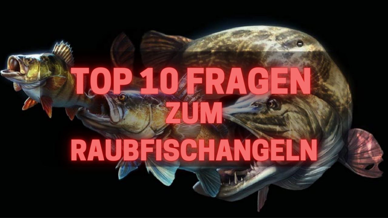 TOP 10 Fragen zum Raubfischangeln und Tricks